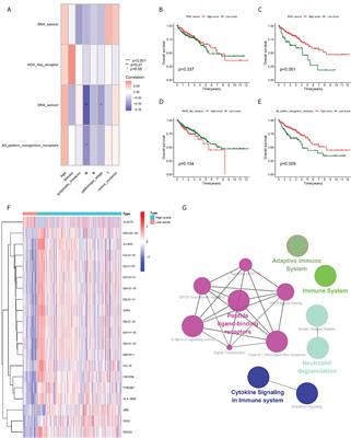 Focus on pattern recognition receptors to identify prognosis and immune microenvironment in colon cancer